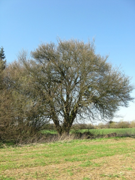 Bild 2 von Feldahorn an der Beke